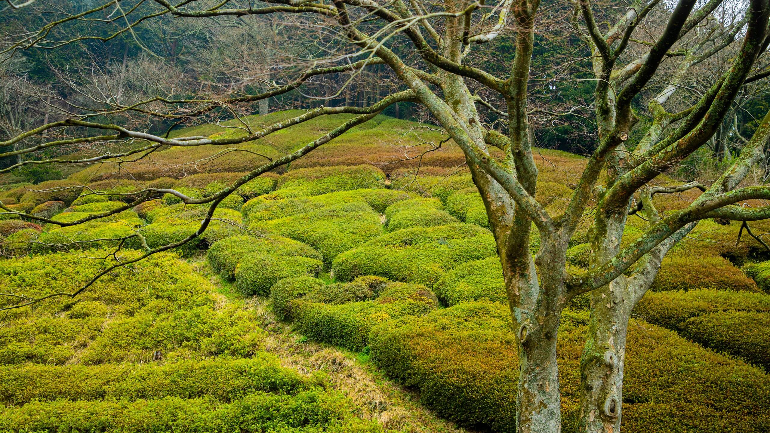 🏞️ 공주 계곡 공원 (히메노사와 공원) 이미지 5